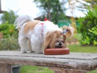 西施犬吃什么狗粮比较好?(西施犬不能吃的食物清单)