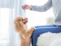 贵宾犬吃什么狗粮好?(贵宾犬生活中不能吃的食物)