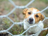 可以用铁丝网做狗狗围栏吗?(简易实用狗围栏做法)