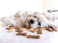 狗狗可以吃饼干吗?(狗狗吃不同饼干的害处)