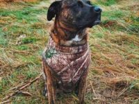 什么是杂交黑嘴斗牛犬?(杂交黑嘴斗牛犬的起源和历史)