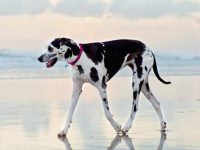 什么是混血大丹犬达尔马提亚?(大丹犬达尔马提亚混血的起源和历史)