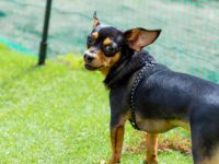 什么是杜宾犬和吉娃娃混种?(杜宾犬和吉娃娃混血的起源和历史)