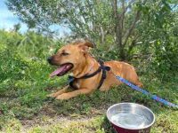 斗牛犬腊肠犬混血多少钱一只?(斗牛犬腊肠犬杂交的优缺点)