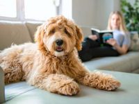 拉布拉多幼犬一天吃多少?(拉布拉多犬食量对照表)