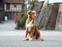 什么是新斯科舍猎鸭寻猎犬?(新斯科舍寻鸭猎犬的起源和历史)