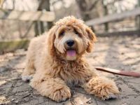 拉不拉多犬吃什么狗粮好?(拉布拉多的喂养方法及注意事项)