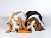 巴吉度猎犬每天喂多少狗粮合适?(巴吉度犬年龄食量对照表)