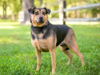 什么是混血德国牧羊犬?(德国牧羊犬杂交的起源和历史)