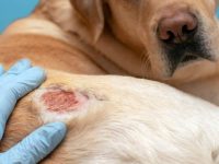 狗狗背上结痂是什么原因?(狗狗身上结痂的类型有哪几种)