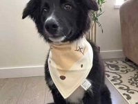 一只吊树狗要多少钱?(饲养吊树狗一年的成本开销)