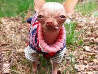 什么是无毛吉娃娃犬?(无毛吉娃娃的特点和性格)