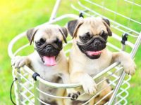 一只纯种哈巴狗要多少钱?(影响哈巴狗幼犬成本的6个因素)