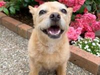 法国斗牛犬贵宾犬混血多少钱一只?(法国斗牛犬贵宾犬杂交的优缺点)