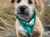 马耳他斗牛犬混血多少钱一只?(马耳他斗牛犬杂交的优缺点)