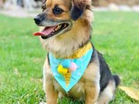 德国牧羊犬吉娃娃混血要多少钱?(德国牧羊犬吉娃娃杂交的优缺点)