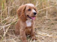 可卡犬要多少钱一只?(可卡幼犬成本因素分析)