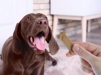 德国短毛指示犬吃什么狗粮好?(德国短毛指示犬的喂食要点)