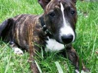 斗牛梗斗牛犬混血多少钱一只?(斗牛梗斗牛犬杂交的优缺点)