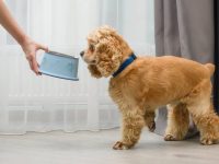 可卡犬幼犬一次喂食多少?(可卡幼犬科学饲养方法)