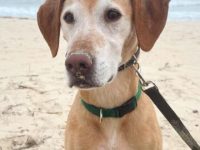 拉布拉多维兹拉犬混种的价格?(拉布拉多维兹拉犬杂交的优缺点)