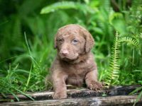 盘点全球出售高质量切萨皮克湾寻回犬的十大排名地点