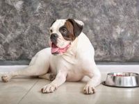 拳师犬吃什么狗粮好?(拳师犬不可食用的食物)