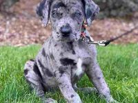 卡斯罗大丹犬混血要多少钱?(卡斯罗大丹犬杂交的优缺点)