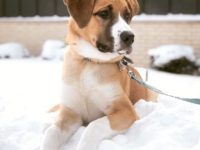 圣伯纳哈士奇杂交多少钱一只?(圣伯纳哈士奇混血的优缺点)