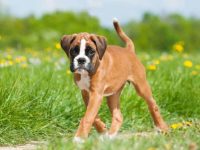 养一只拳师犬每年要花多少钱?(低成本养拳师犬的省钱技巧)