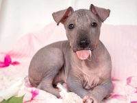 墨西哥无毛犬每年需要多少钱?(墨西哥无毛犬的饲养省钱要点)