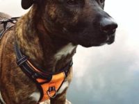 杂交黑嘴斗牛犬多少钱一只?(黑嘴斗牛犬的优缺点)