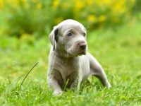 饲养威玛猎犬每年要多少钱?(新手养威玛猎犬最省钱的方法)