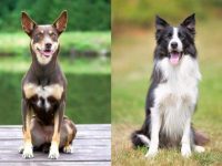 什么是卡尔比边境牧羊犬混种?(卡尔比边境牧羊犬杂交起源和历史)