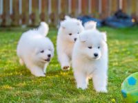 萨摩耶幼犬多少钱一只?(饲养萨摩耶犬每年的成本花费)