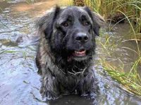 大比利牛斯圣伯纳德犬多少钱?(大比利牛斯圣伯纳德犬杂交的优缺点)