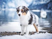 饲养澳大利亚牧羊犬每年要多少钱?(澳大利亚牧羊犬一年的费用清单)