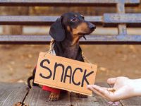 饲养一只腊肠犬每年要花费多少钱?(新手养腊肠犬最省钱的方法)