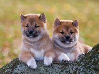 饲养一只柴犬每年要花多少钱?(柴犬的养育费用及省钱技巧)