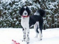 养一只牧羊犬每年要花多少钱?(新手养牧羊犬最省钱的方法)