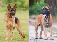 什么是德国牧羊犬獒犬混种?(德国牧羊犬獒犬杂交的起源和历史)