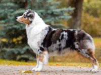 澳大利亚牧羊犬能剃毛吗(如何为澳洲牧羊犬正确吹理毛发)