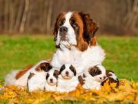 盘点全球出售高质量圣伯纳德犬的十大排名地点