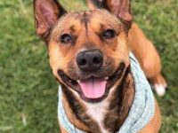 比利时玛利诺犬混血要多少钱?(比利时玛利诺犬比特犬杂交的优缺点)