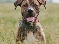 卡斯罗獒犬混血多少钱一只?(卡斯罗獒犬杂交的优点和缺点)