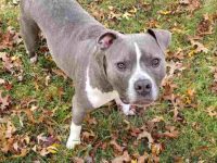 红鼻子蓝鼻子斗牛犬混血多少钱?(红蓝鼻子斗牛犬每年的成本花费)