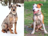 什么是混血卡塔胡拉斗牛犬?(塔胡拉斗牛犬的的起源和历史)