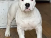 一只白犀牛比特犬要多少钱?(饲养白犀牛比特犬每年的成本花费)