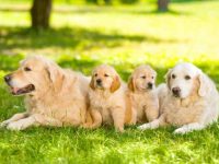 饲养一只金毛寻回犬每年要花多少钱?(金毛寻回犬每年的花费清单)