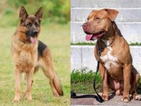 什么是德国牧羊犬比特犬混种?(德国牧羊犬比特犬杂交的起源和历史)